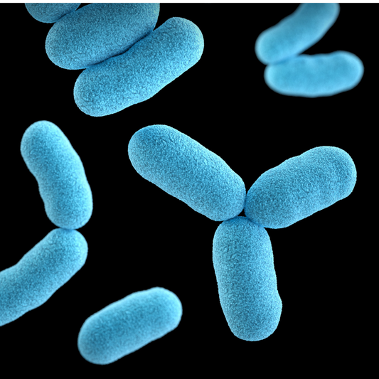 Close up image of bacteria